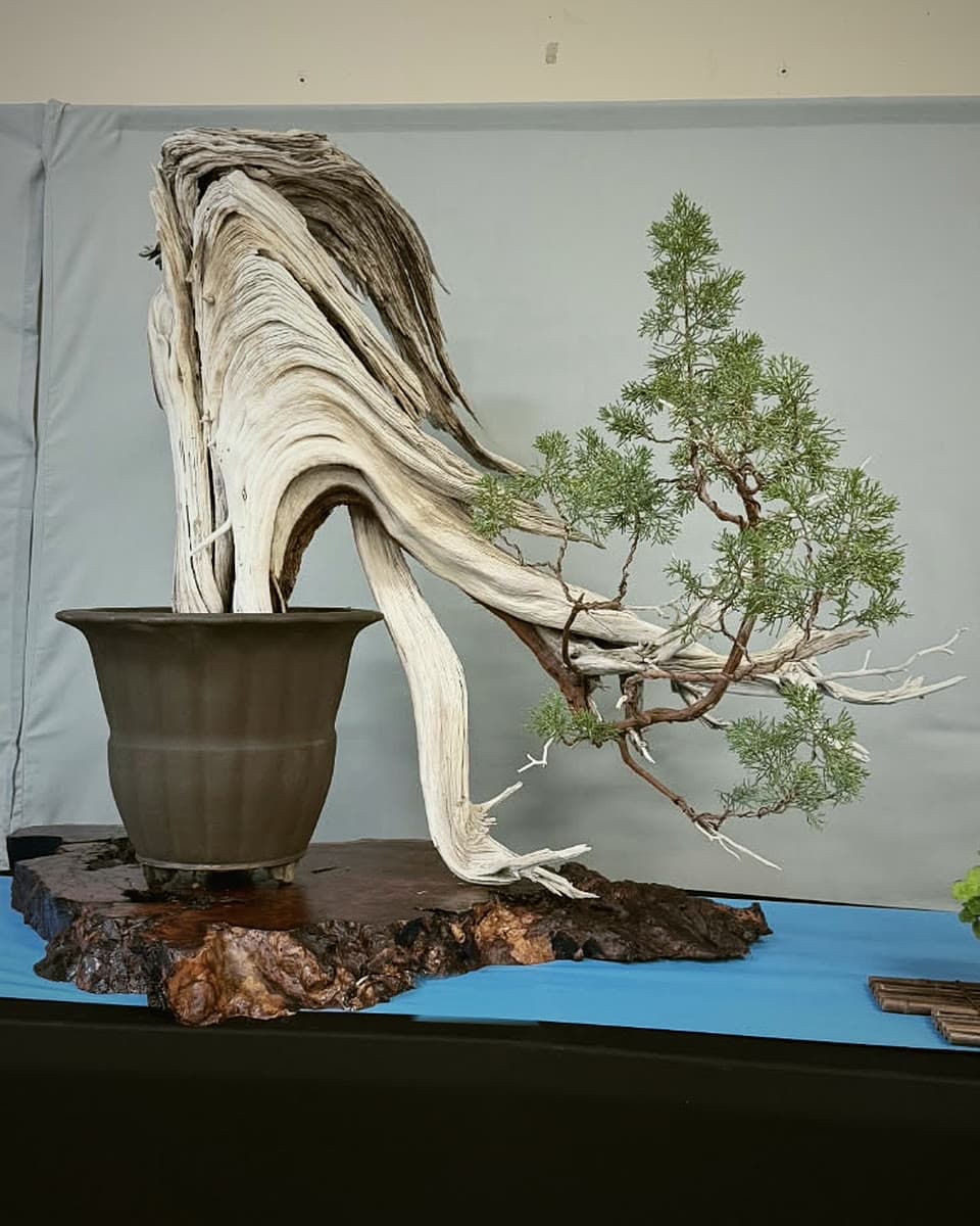 California juniper bonsai with a large pale deadwood trunk on a polished burl slab