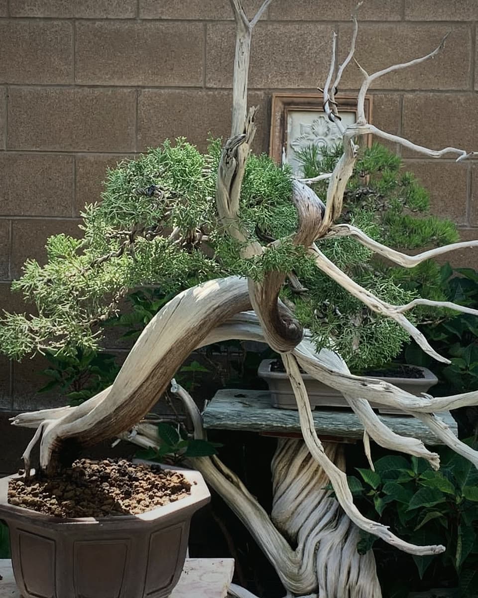 Juniper bonsai with long silver deadwood branches in a brown hexagonal pot