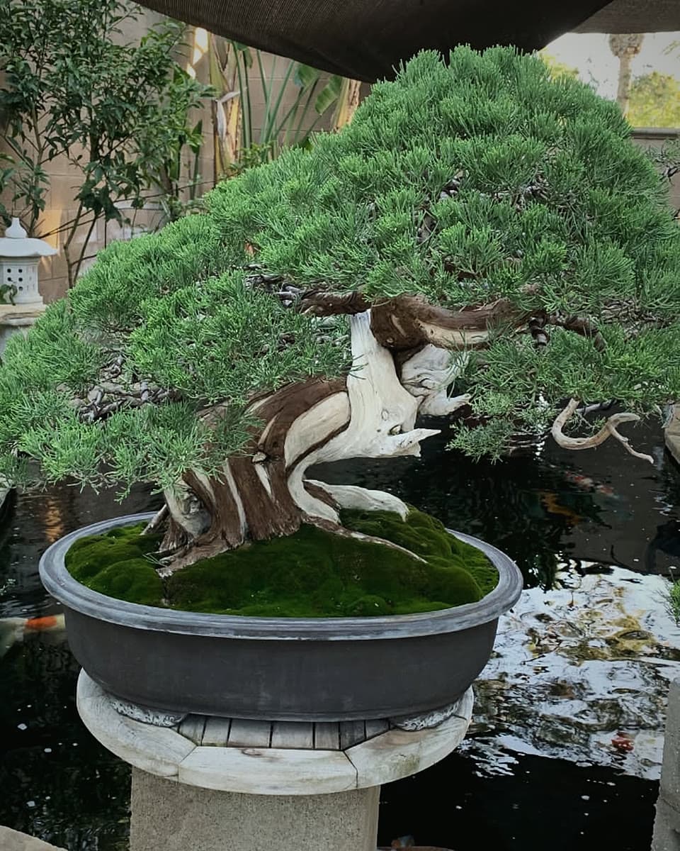 Wide juniper bonsai with a moss-covered base in a large dark oval pot